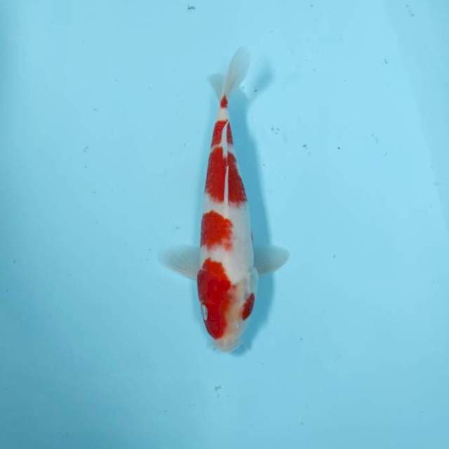KOHAKU CEPLOK