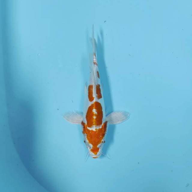 KUMPAY KIKUSHUI