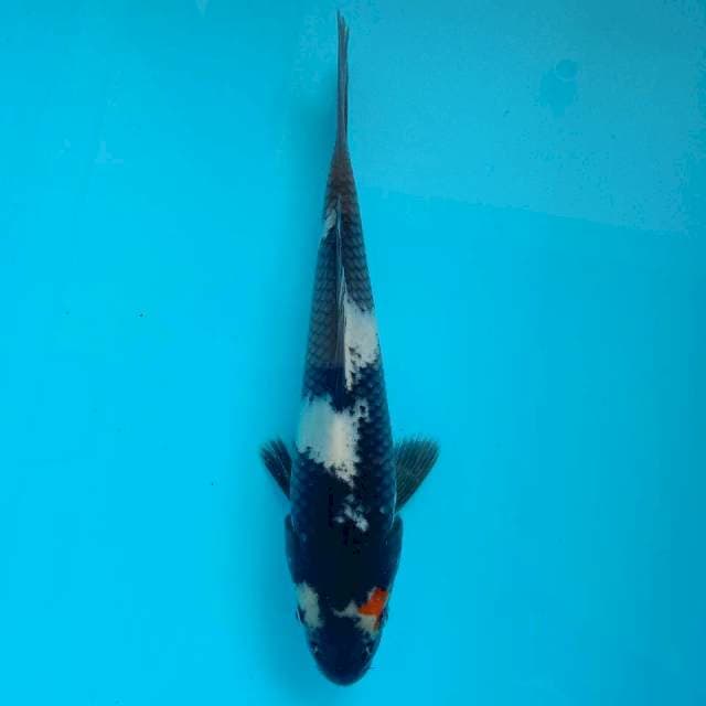 Showa #21 cm