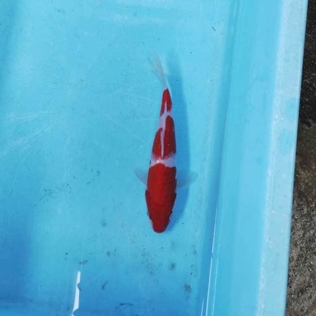 KOHAKU STEP 3