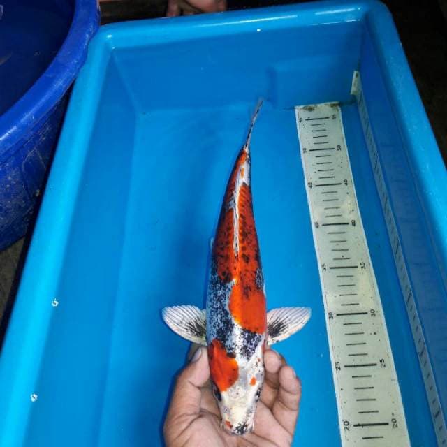 Benikiko male