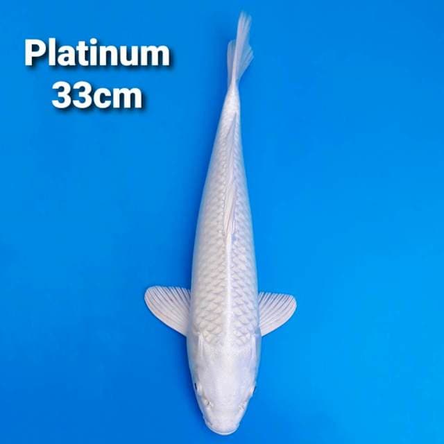 Super White Platinum 33cm