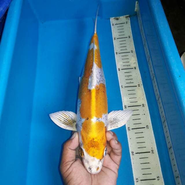 Kinkiko koleksi antik