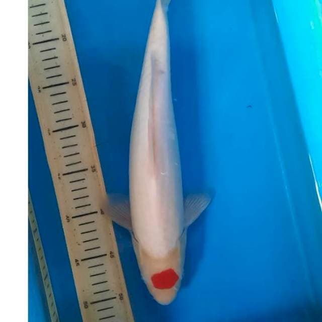 Kohaku tancho ori 39cm female 