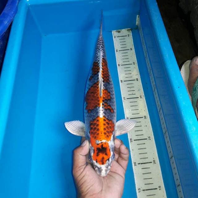 Benigingga