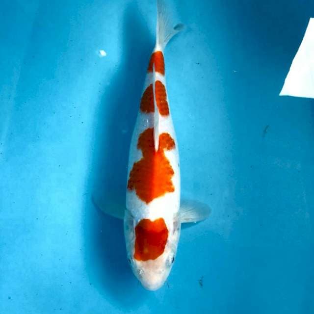 Kohaku, 32 cm
