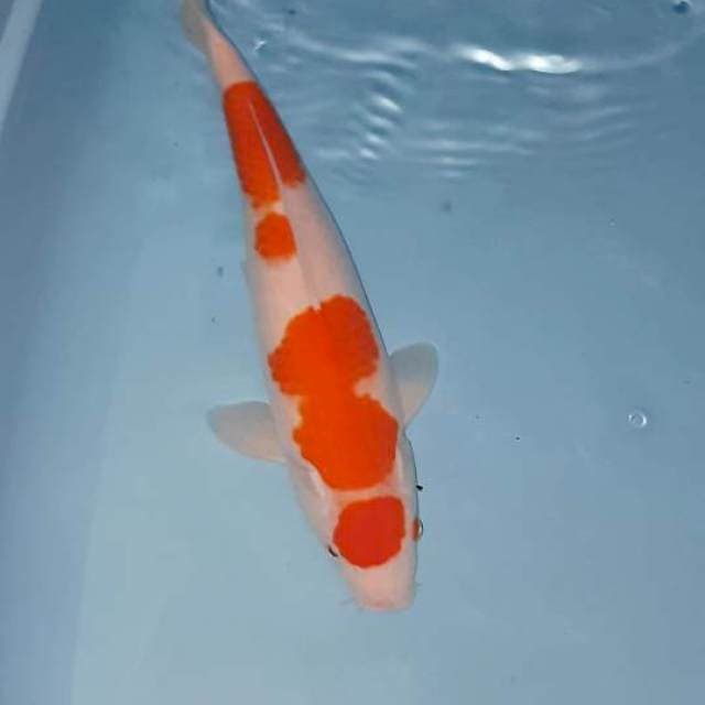 Maruten kohaku