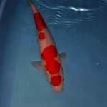 Maruten kohaku