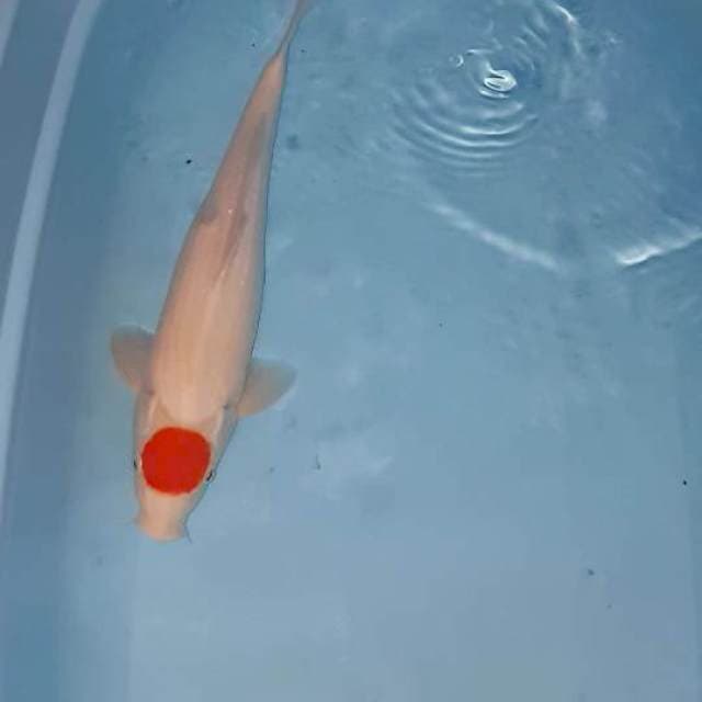 Tancho kohaku 45 cm
