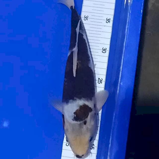 Goromo 27cm