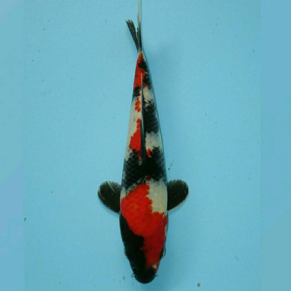 Showa premium 21cm
