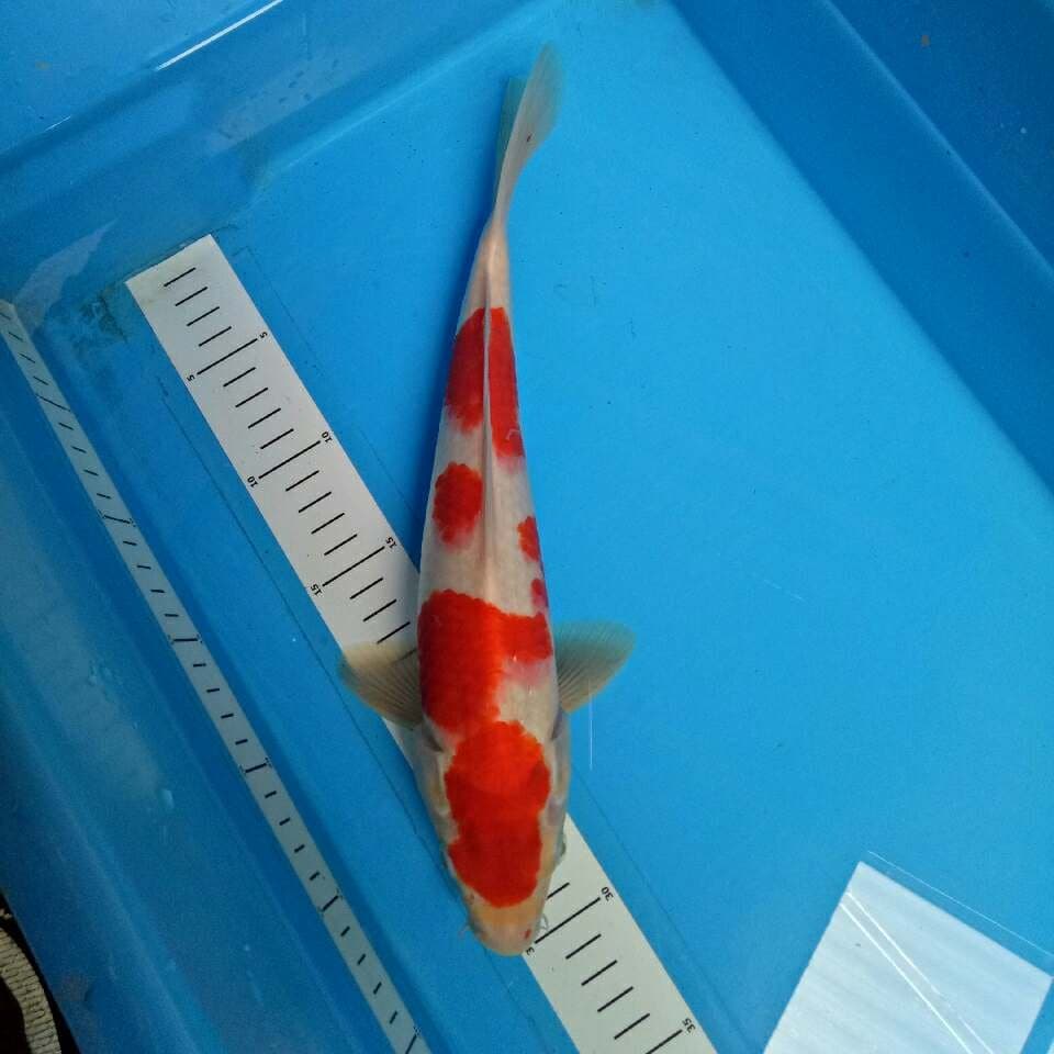 Kohaku Jantan 33