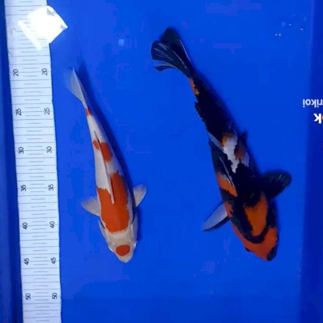 Kikusui n showa 26,32cm