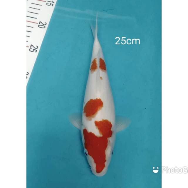 Kohaku punuk 25cm