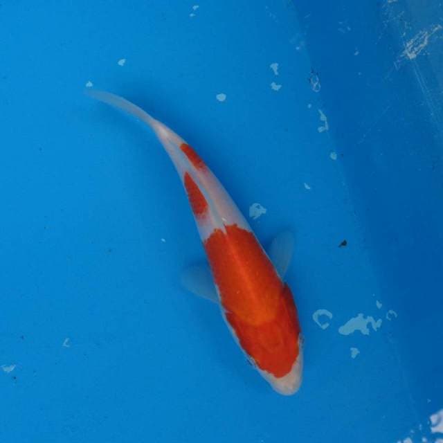 Kohaku Ori F1