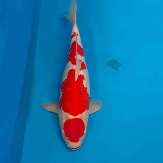 Maruten Kohaku 45bu 😍🤩