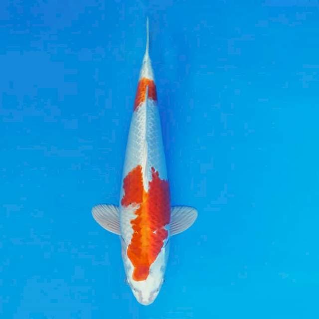 TENJIN 9 - KUJAKU ®