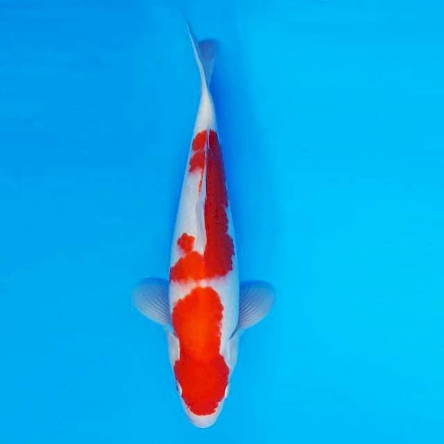 TENJIN 15 - KOHAKU ®