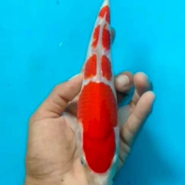 Kohaku SQ joss 25cm