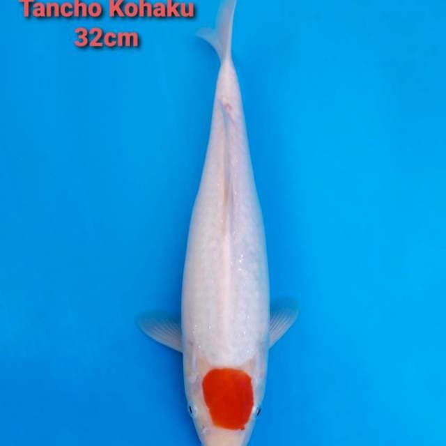 F1 Tancho Kohaku 32cm