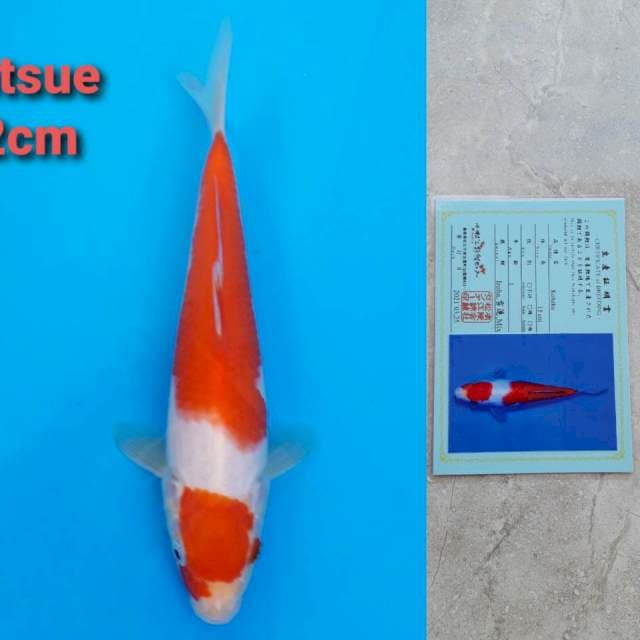 Matsue Kohaku 22cm certi