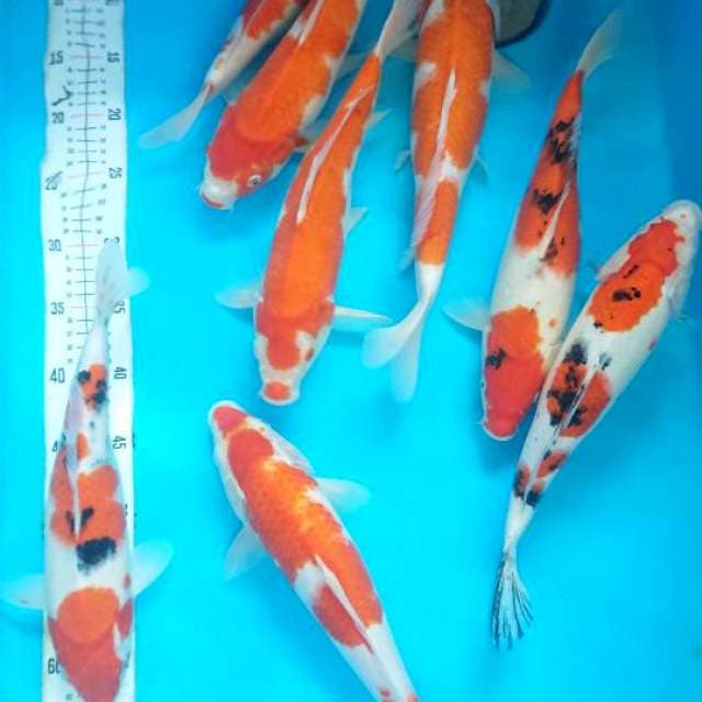 mix kohaku sanke