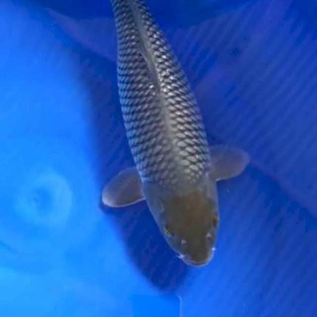 Ociba 38cm