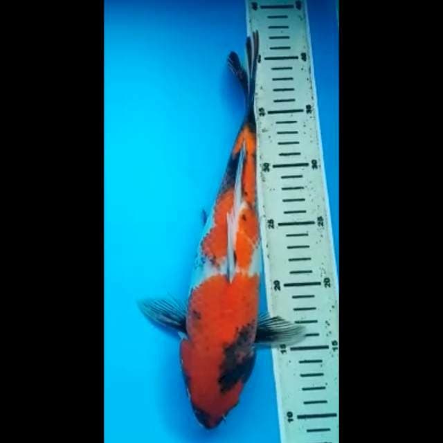 SHOWA 32 Cm