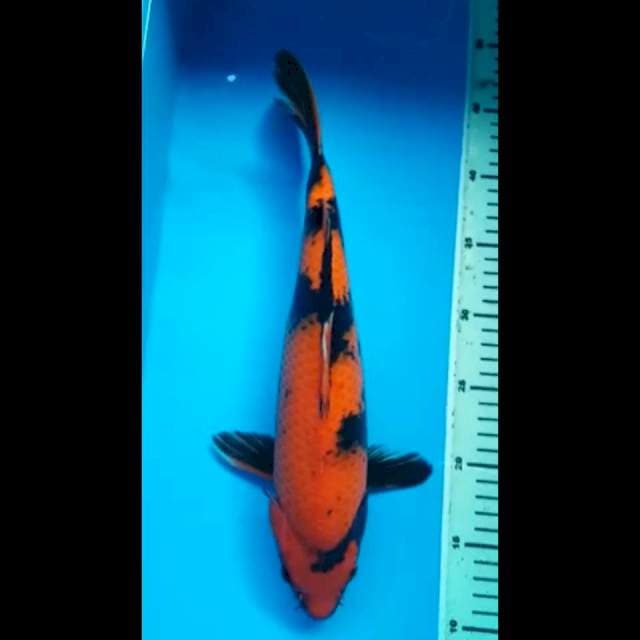 HI UTSURI PUNUK 36 Cm