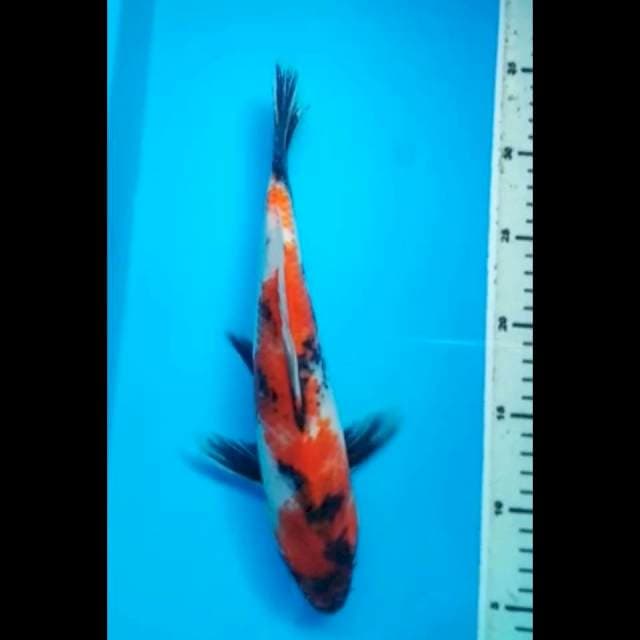 SHOWA JANTAN 30 Cm