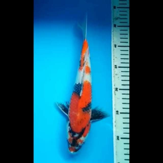SHOWA JANTAN 30 Cm