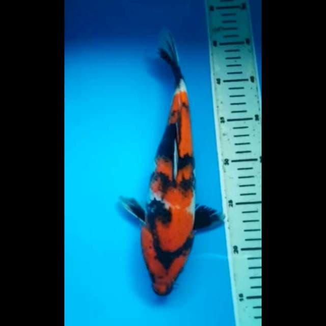 SHOWA PUNUK 30 Cm