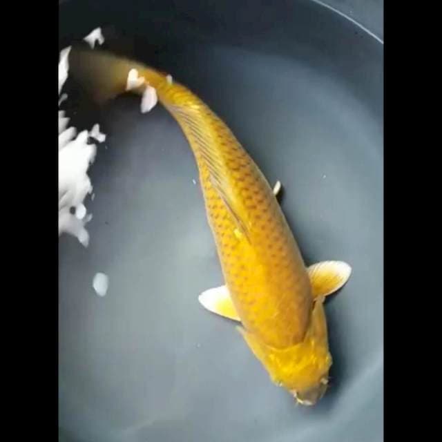 MIDORIGOI SUPER PUNUK 36 Cm