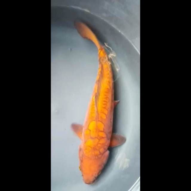 CHAGOI DOITSU ARAGOKE PUNUK 34 Cm
