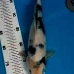 Shiro tategoi 30 cm 