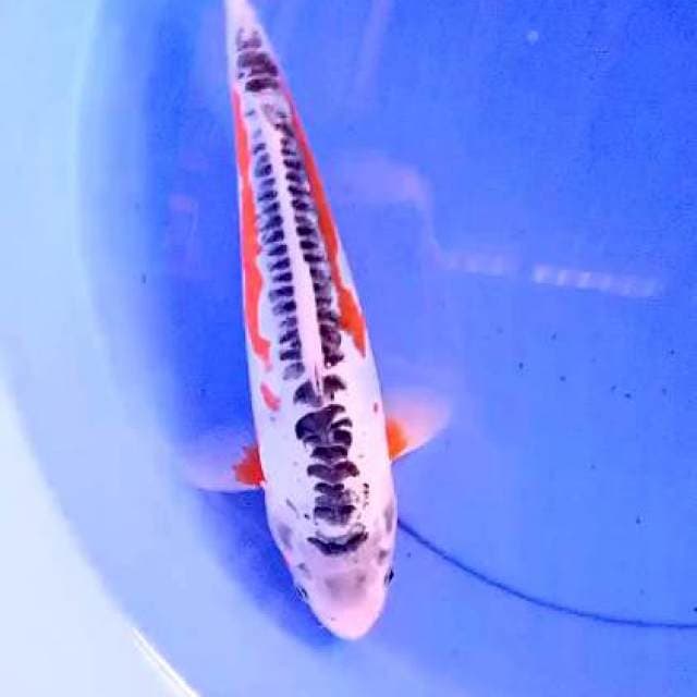 Shusui 30 cm