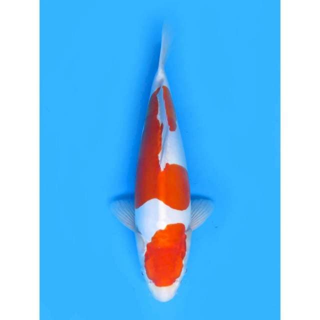 Kohaku Doitsu  Murni - 35cm Male