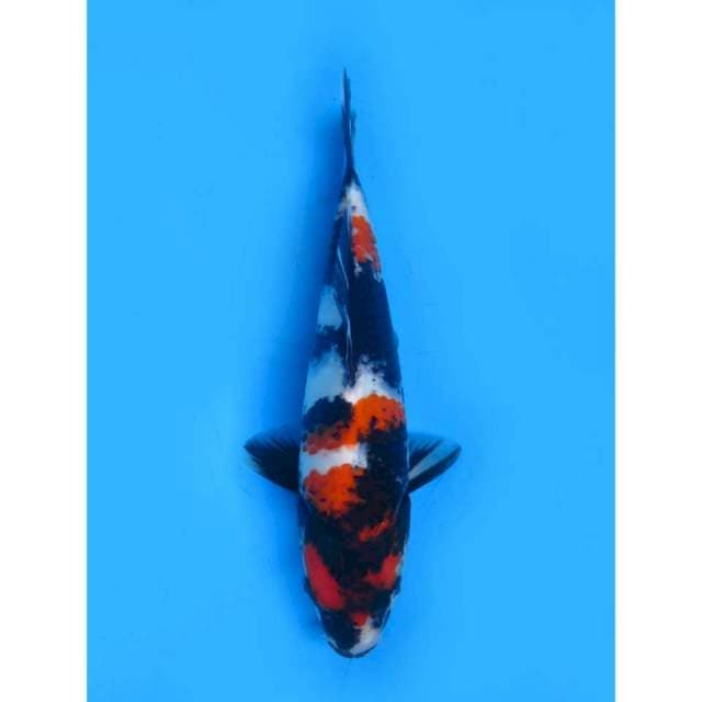 Showa Ori HQ - 24cm Male