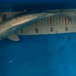 Paltinum ginrin
