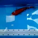 Sanke 27cm 
