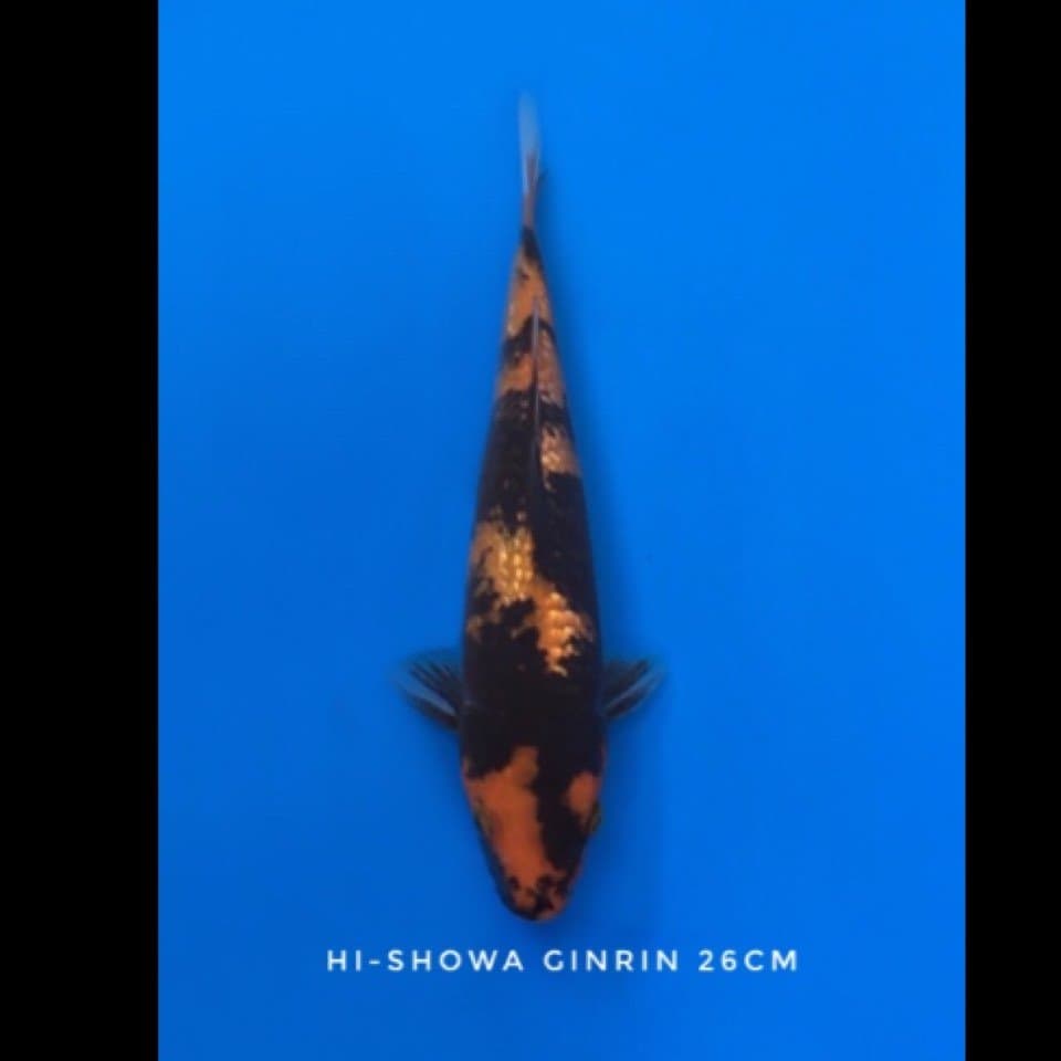 hi-showa ginrin 26cm