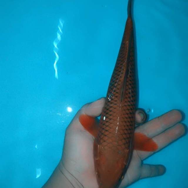 Cagoi tembaga jaring rapi 30cm