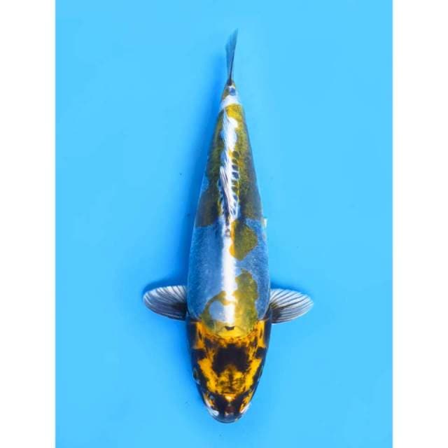 JT Gold Kikokryu - 29cm