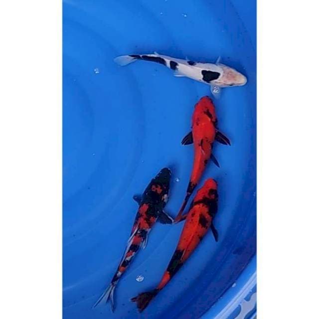 Paket Mix 4ekor 23-25cm