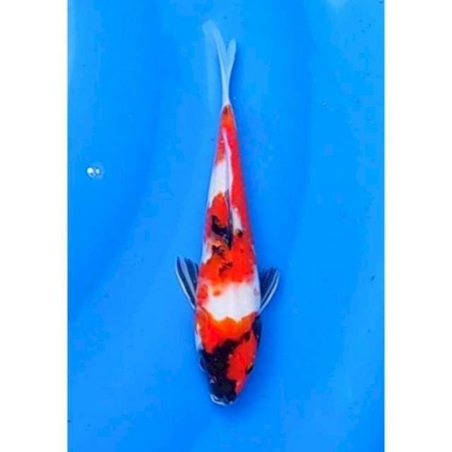 Kindai Showa Original 22cm (M)