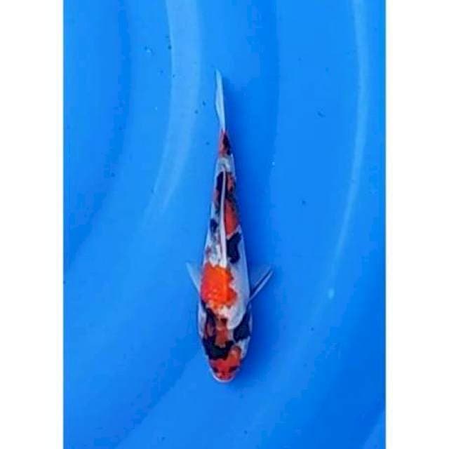 Showa Sanshoku Petir 20cm (F)