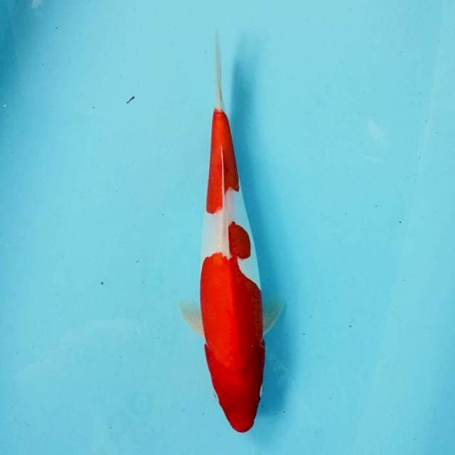 Doitsu kohaku menkaburi