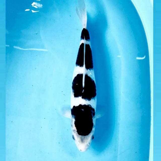 Budo Goromo, 30 cm
