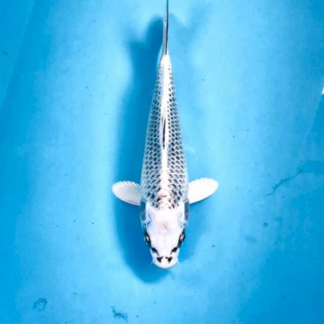 Gin Matsuba, 24 cm