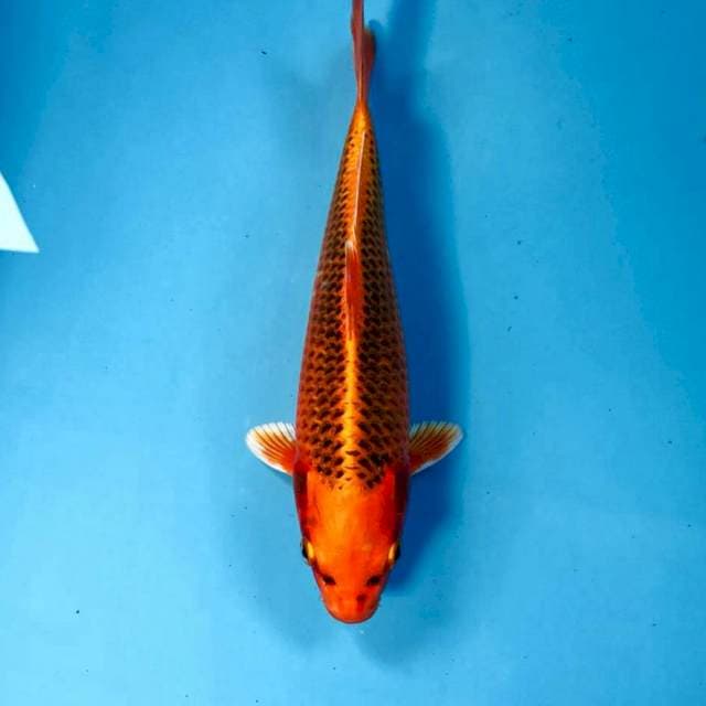 Aka Matsuba, 24 cm